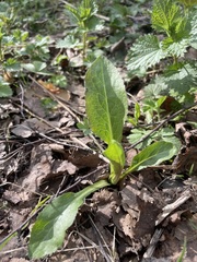 Solidago virgaurea