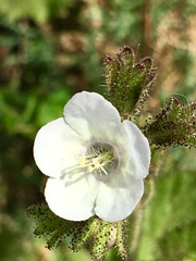 Phacelia viscida albiflora