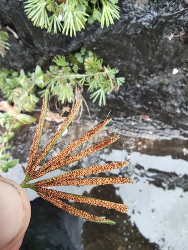 Actiniopteris semiflabellata (Actiniopteris semiflabellata)