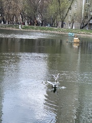 Chroicocephalus ridibundus