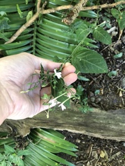 Rhinacanthus gracilis latilabiatus
