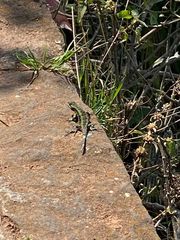Sceloporus anahuacus