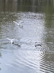 Chroicocephalus ridibundus