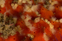 Parazoanthus capensis