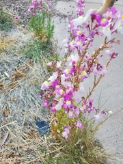 Linaria maroccana