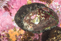 Haliotis spadicea