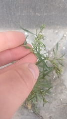 Lepidium ruderale