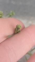 Lepidium ruderale