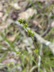 Carex atlantica