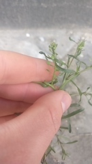 Lepidium ruderale