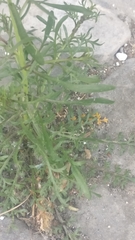 Lepidium ruderale