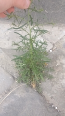 Lepidium ruderale