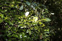 Cassipourea malosana