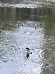 Chroicocephalus ridibundus