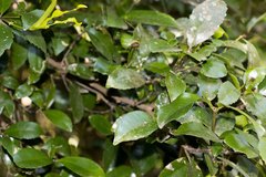 Cassipourea malosana