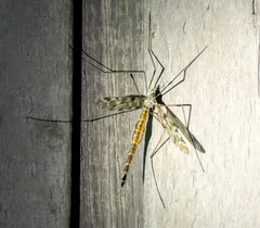 Ischnotoma
