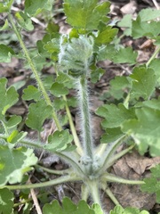 Chelidonium majus