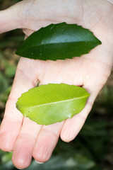 Cassipourea malosana