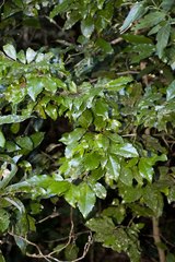 Cassipourea malosana