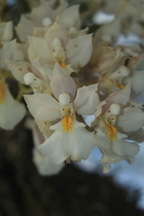 Rodriguezia bracteata