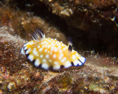 Goniobranchus vibratus