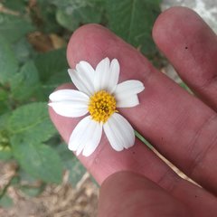 Bidens alba