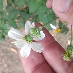Bidens alba