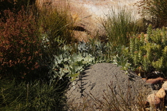 Leucospermum cordatum