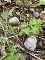 Helix pomatia