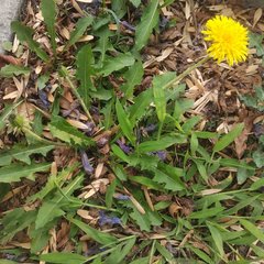 Taraxacum officinale