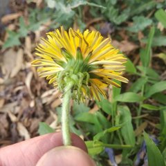 Taraxacum officinale