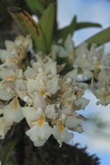 Rodriguezia bracteata