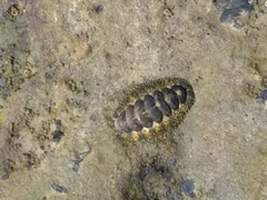 Mopalioidea