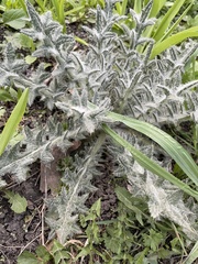 Cirsium vulgare
