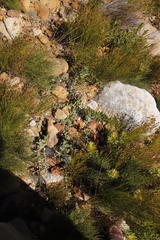 Leucospermum cordatum