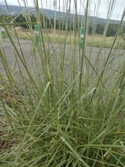 Aristida setacea image