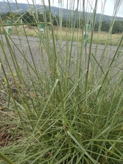 Aristida setacea image