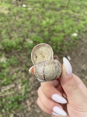 Helix pomatia