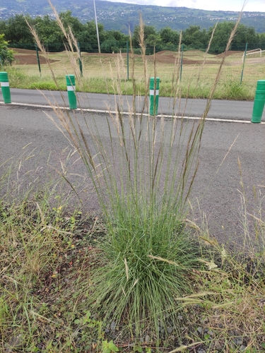 Aristida setacea image