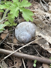 Helix pomatia