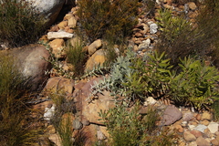 Leucospermum cordatum