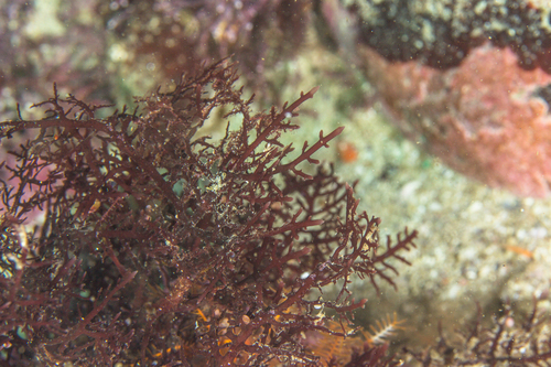 Cape Jellyweed (Gelidium capense)