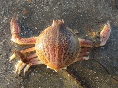 Persephona aquilonaris