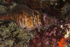 Africofusus ocelliferus