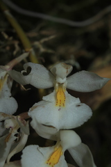 Rodriguezia bracteata