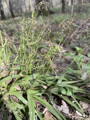 Luzula pilosa
