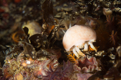 Pseudodromia rotunda