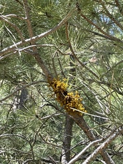 Arceuthobium vaginatum cryptopodum