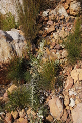 Leucadendron cordatum