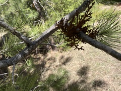 Arceuthobium vaginatum cryptopodum